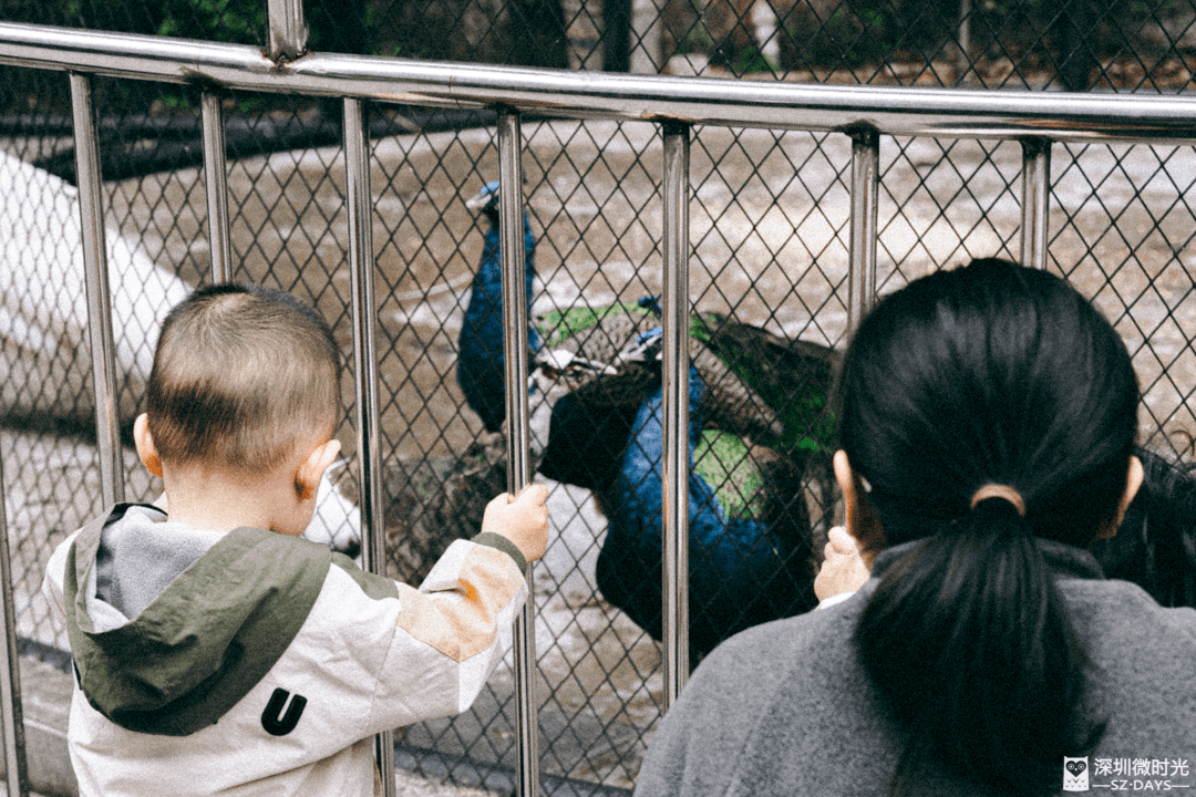 再見了,深圳第一家動物園_東湖公園_趣味_籠舍