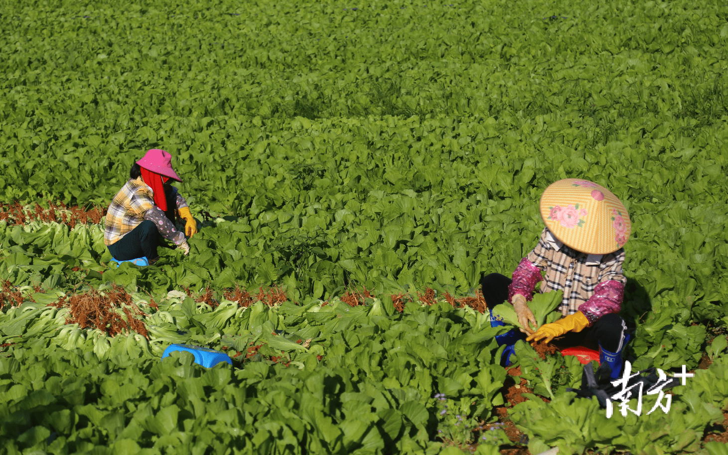 水东芥菜产自电白:芥菜界"白富美" 质嫩爽脆落地即碎_刘栋铭_种植