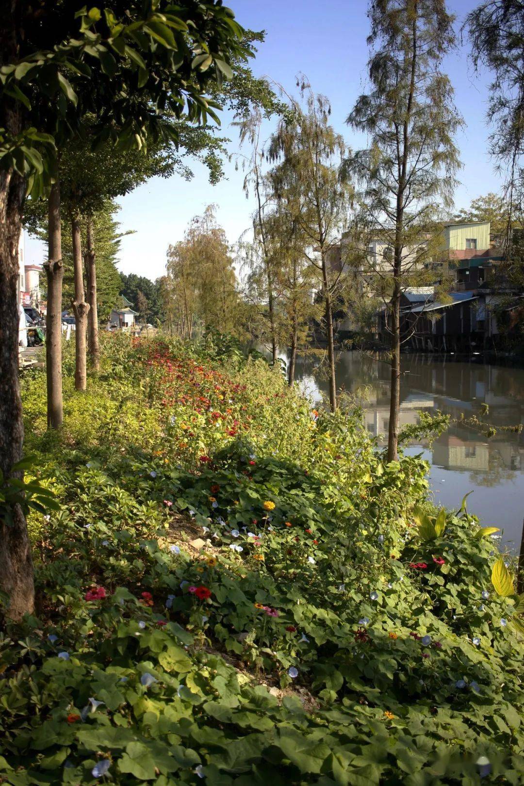 顺德容桂华口2021_居民_两地_两岸