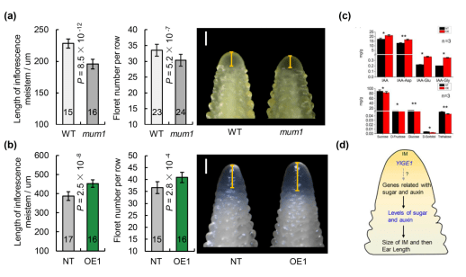 在玉米雌穗发育过程中,花序分生组织(inflorescence meristem, im)的