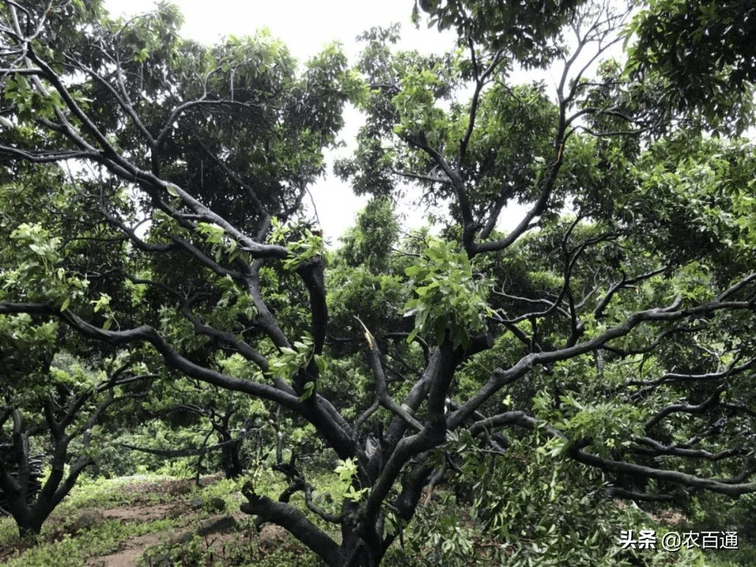 荔枝整形與修剪這樣做