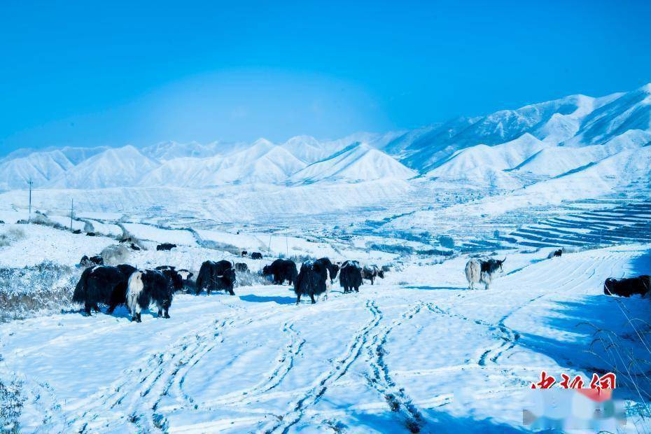 冰雪|甘肃榆中冬日冰雪晶莹似童话世界