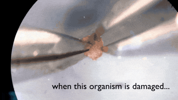 全球首个可自我繁殖活体机器人Xenobots 3.0问世