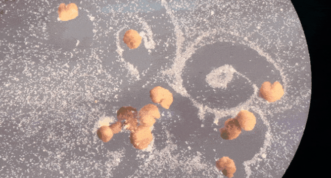 惊人！全球首个活体机器人，会自我繁衍了！切开也能自动愈合，网友：我害怕！