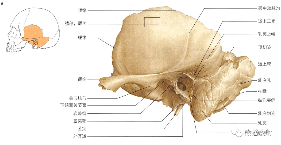 颞部解剖层次图谱图片
