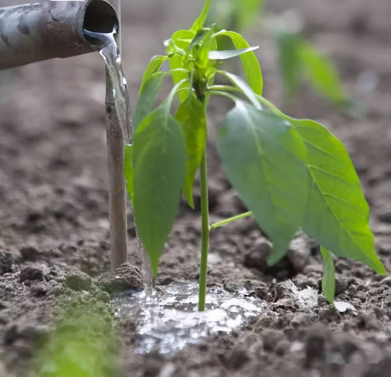 辣椒冬季浇水应注意哪些问题