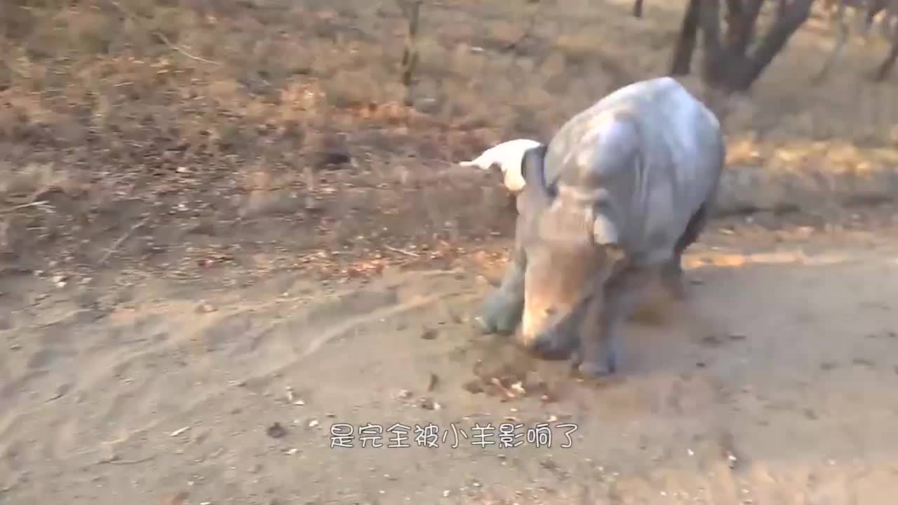 方程式发完新闻开始空的谢谢你714 一会睡醒多给我家的小白柴吃两斤狗粮, image size:1280x720