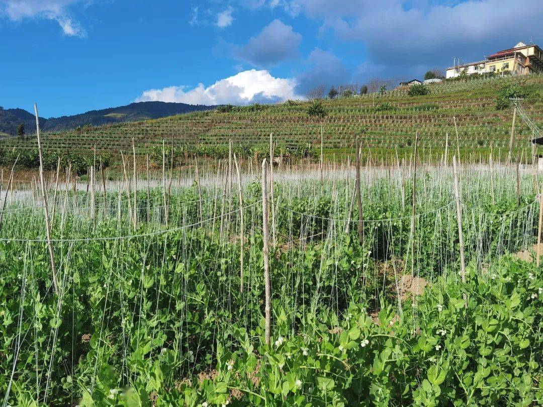 南美乡长寿仁豌豆长势喜人丰收在望
