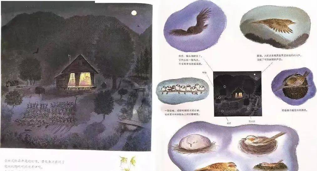 吉昵晚安故事 | 《山居鸟日记》_原文_鸟儿_鸟巢