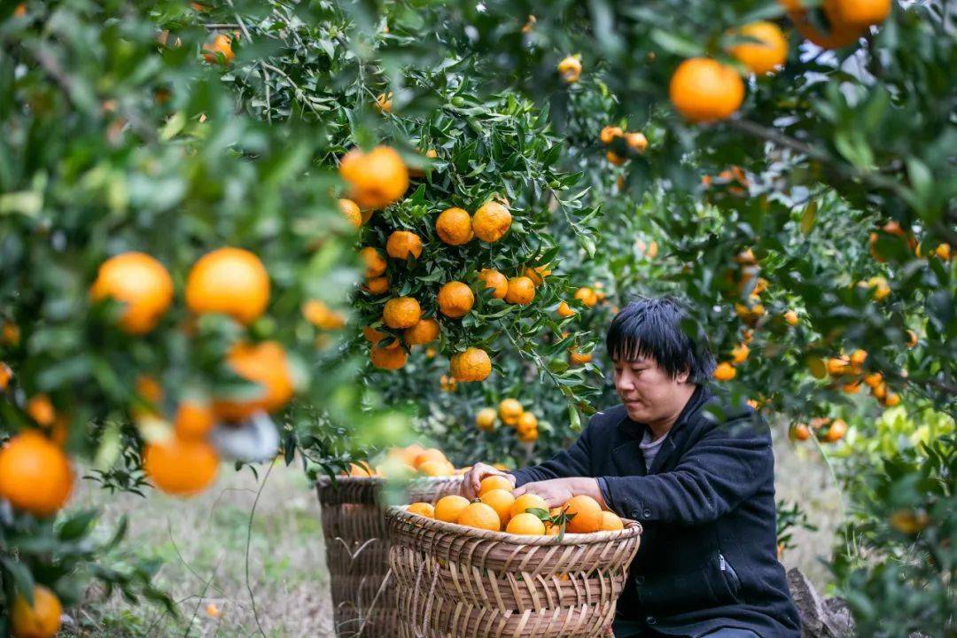 堅持農業農村優先發展的總方針,圍繞聚焦特色化做優產業;聚焦標準