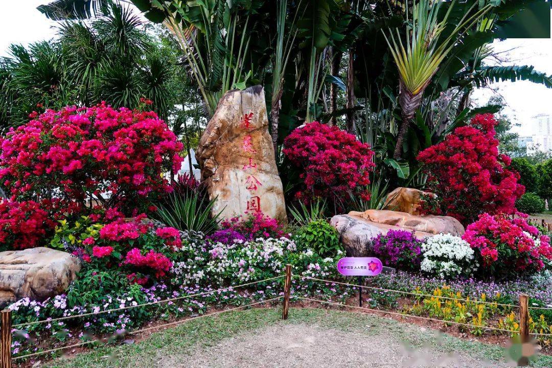 刷爆朋友圈的莲花山花展,值得去吗?_城市花园_公园_测评