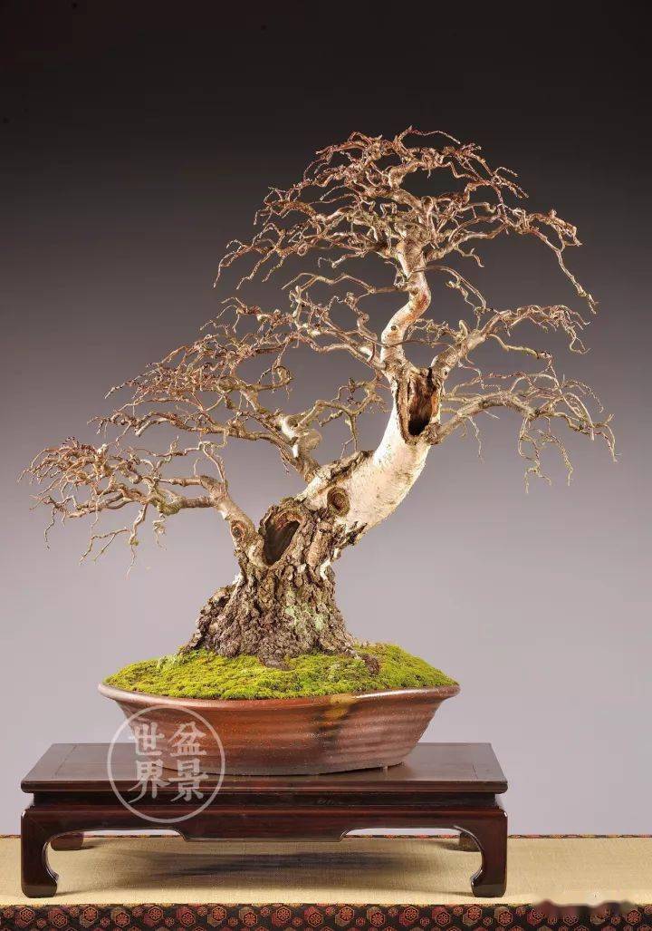 枯干,凸显老态_盆景_willy_诺朗德斯