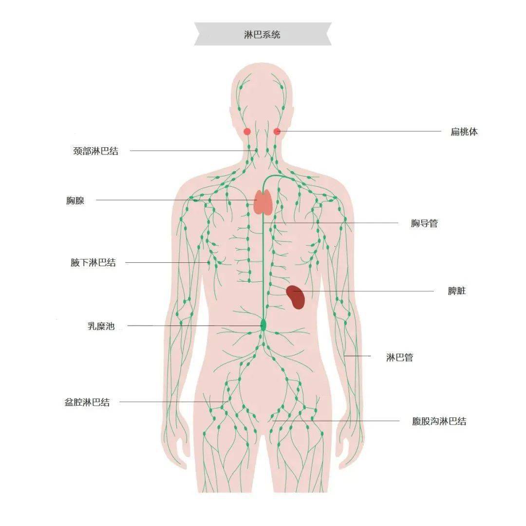 不同部位淋巴结肿大，可能意味着哪些疾病？