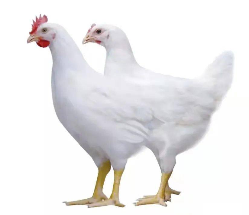 【禽业观察】小白鸡的现状与未来市场展望_肉食鸡_中国_产业界