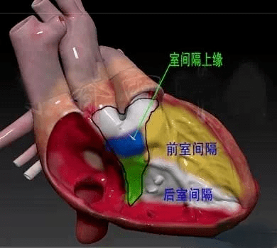 分法五:超声切面分法:分上段,中段,下段,就是在左室长轴切面切断,切线