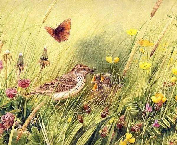 荷兰水彩画家marjolein bastin写实水彩,太逼真,太美了_在线_绘画