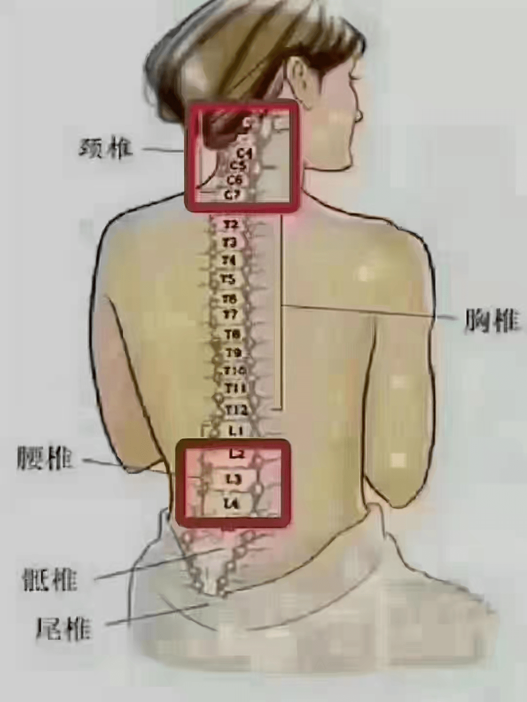 每日小知识 人体有两个地方最重要