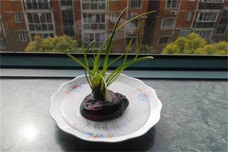 荸荠的养护方法和注意事项_进行_球茎_养殖