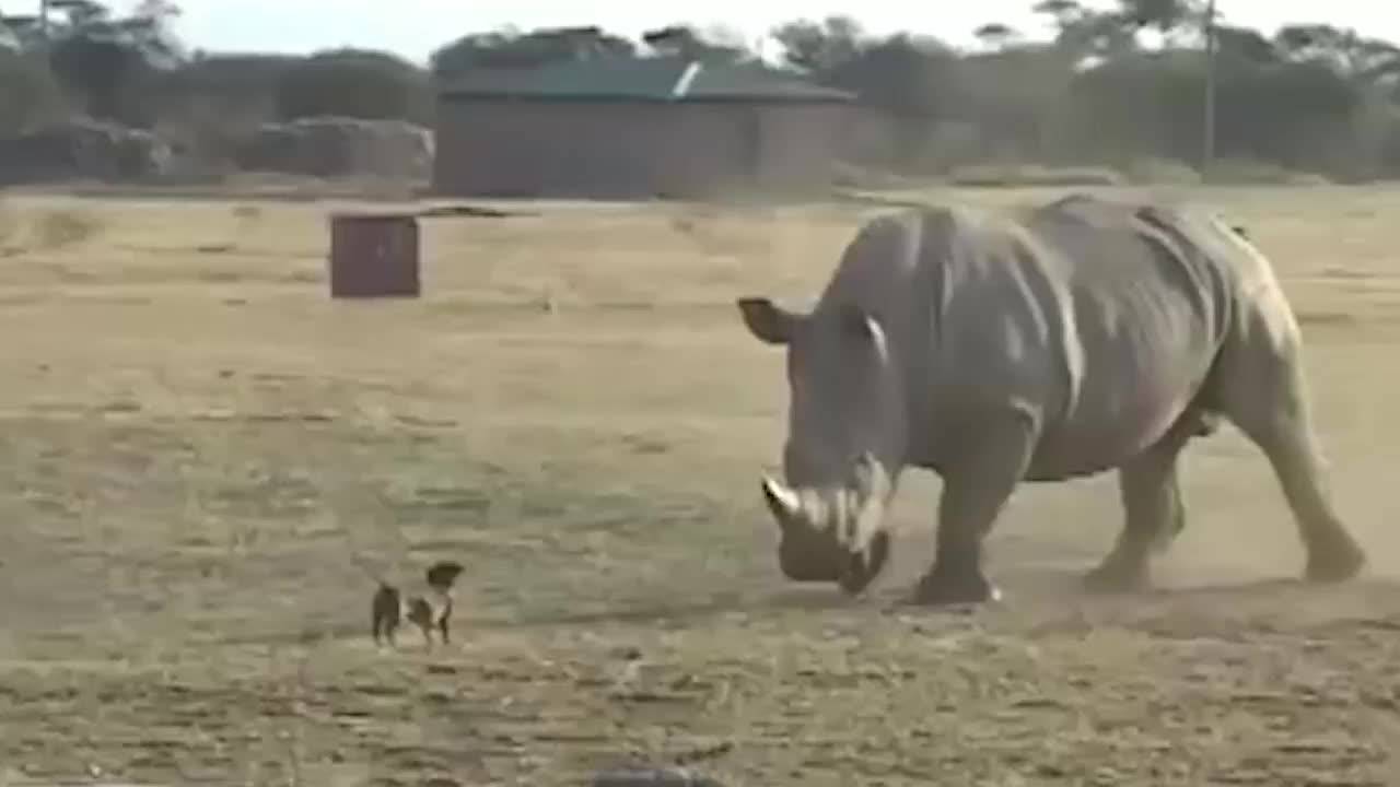你真的觉得在你家孩子还小的时候养德国牧羊犬是个好主意吗？那种狗可能会有危险。” 谢谢你们的提醒，伙计们。 : r/germanshepherds, image size:1280x720