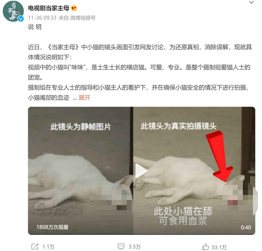 猫咪|“虐猫”争议不止，影视行业该如何保护动物演员？