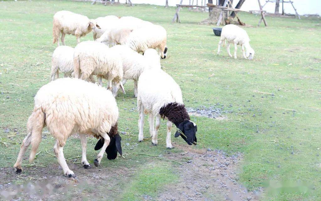 蜱虫给羊带来哪些疾病?养殖户不可小觑