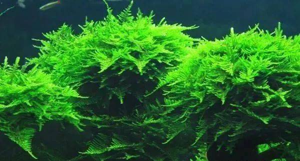 水草造景 别人家的莫斯怎么那么绿 我养的莫斯水草怎么老是发黄 养分 光照 影响