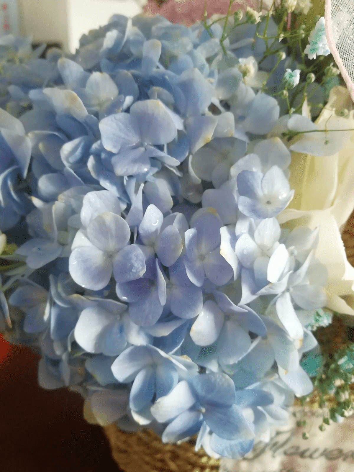 12月养绣球 要做4个核心工作 来年开花比脸还大 温度 修剪 枝条