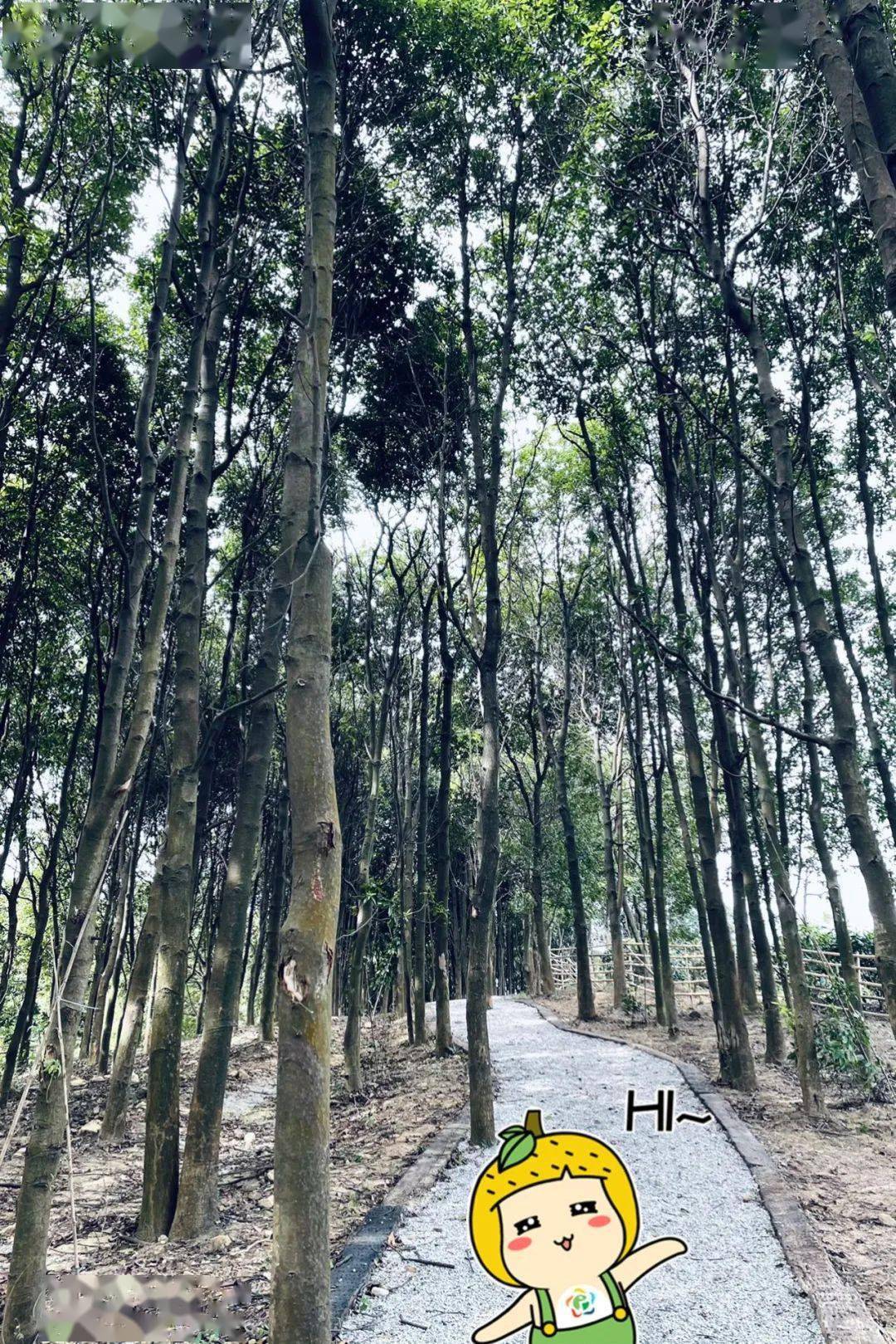 观茶园赏茶花环山徒步线带你看尽长岭好风光
