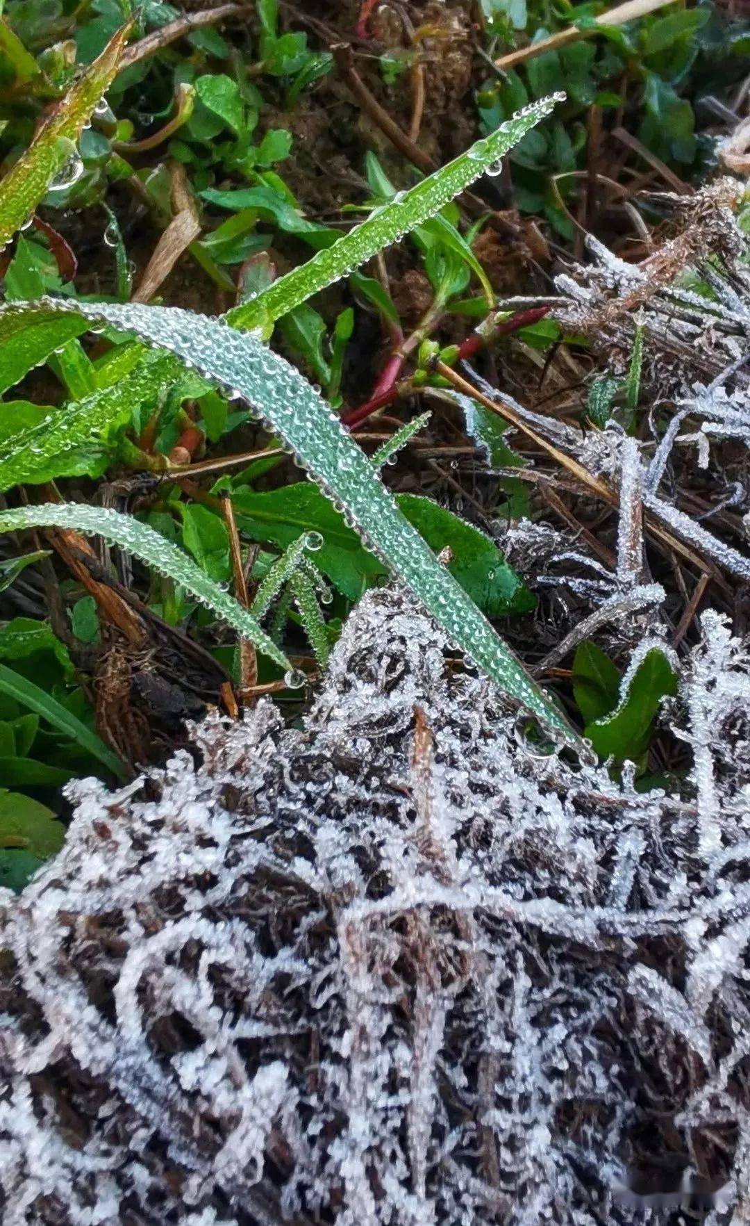 梅州下霜了接下来天气将