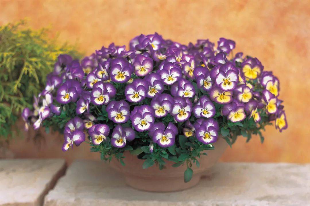 开爆春秋冬三季,拥有梦幻色彩的三色堇,你值得拥有!_病害_丁香_温度