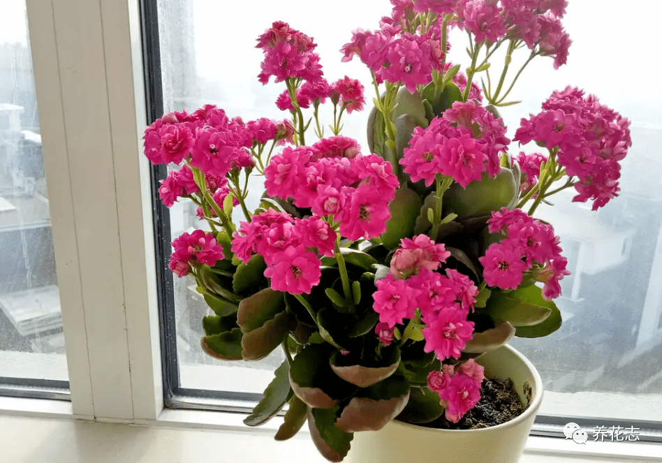 盆栽养花赏花 12月就入手长寿花 满足6点 春节前后花开最盛 土壤 开花 修剪