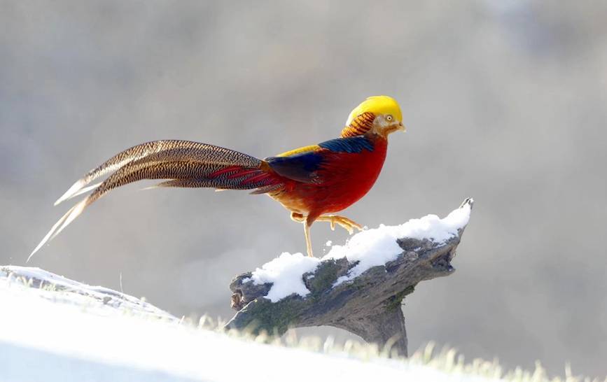 河南三门峡甘山:红腹锦鸡踏雪起舞_张明云_地区_白雪笼