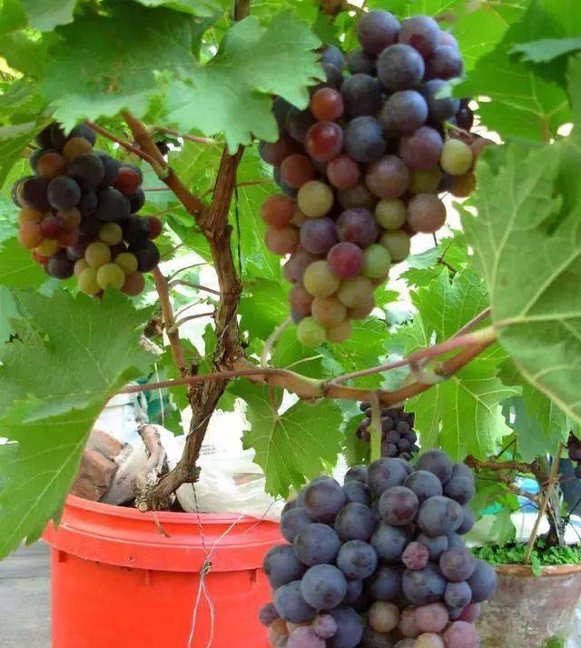 阳台种葡萄用一个小方法不用买苗也能种果子结了一串又一串