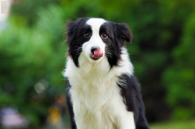 邊牧專欄丨邊境牧羊犬毛髮變粗糙是怎麼回事