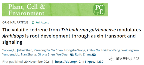 南京农业大学张瑞福和宣伟课题组合作鉴定了根际木霉促进植物根系发育