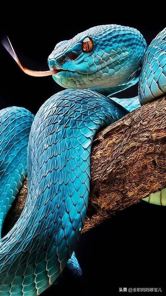 分享自然生物蛇