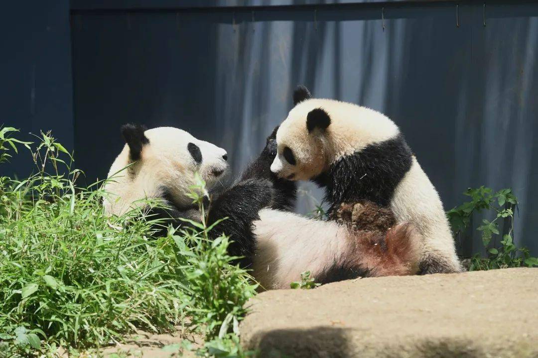 那些住在日本的大熊猫
