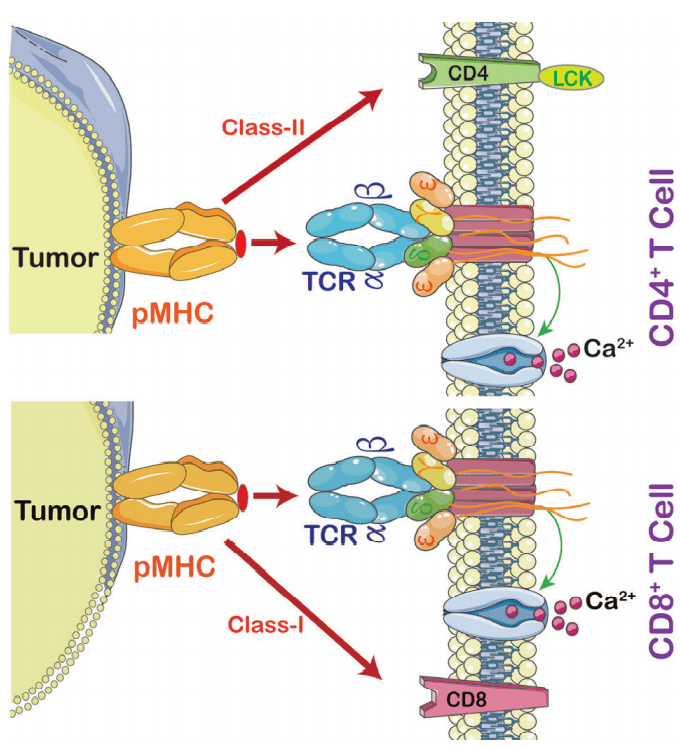 為了激活t細胞,tcr和主要組織相容性複合體(mhc)之間必須存在