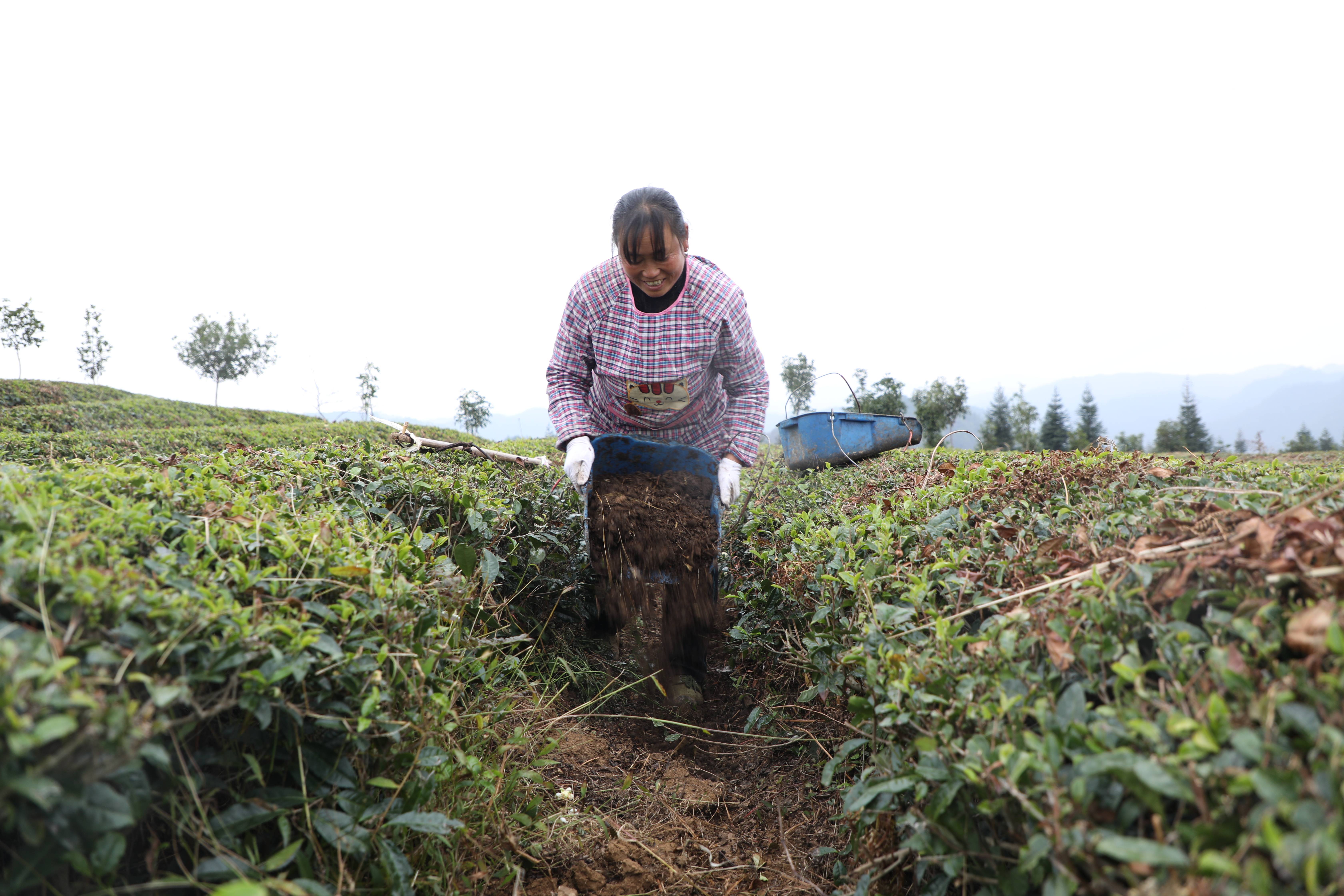 【奋斗百年路 启航新征程】岑巩:茶园冬季管护忙 促进春茶增产增效