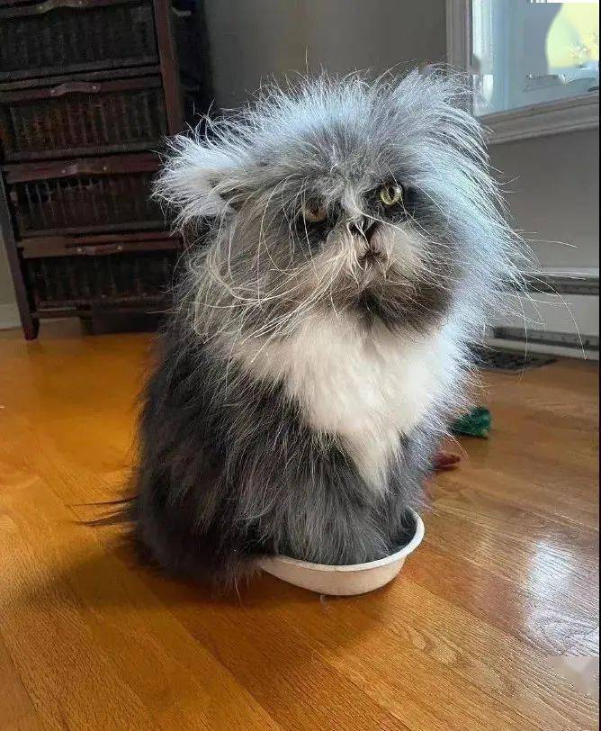 家有萌宠如此丑萌的猫咪你见过吗