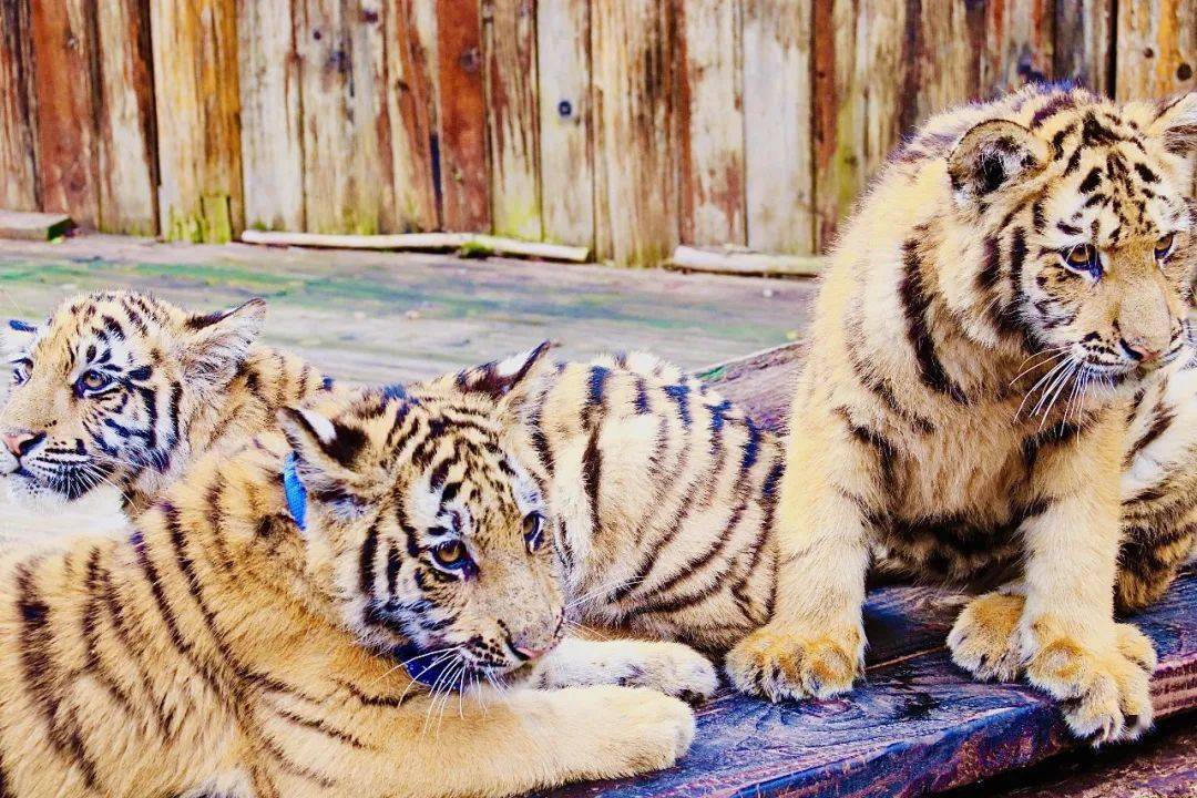 开启新的虎生~将奔向新场馆三只萌兽与狮虎山庄告别在这个欢快的季节