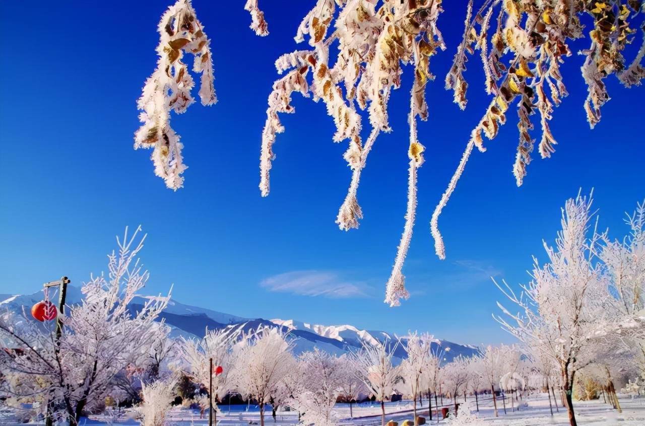 新疆雾凇这才是完美冬天的打开方式真正的冰雪王国