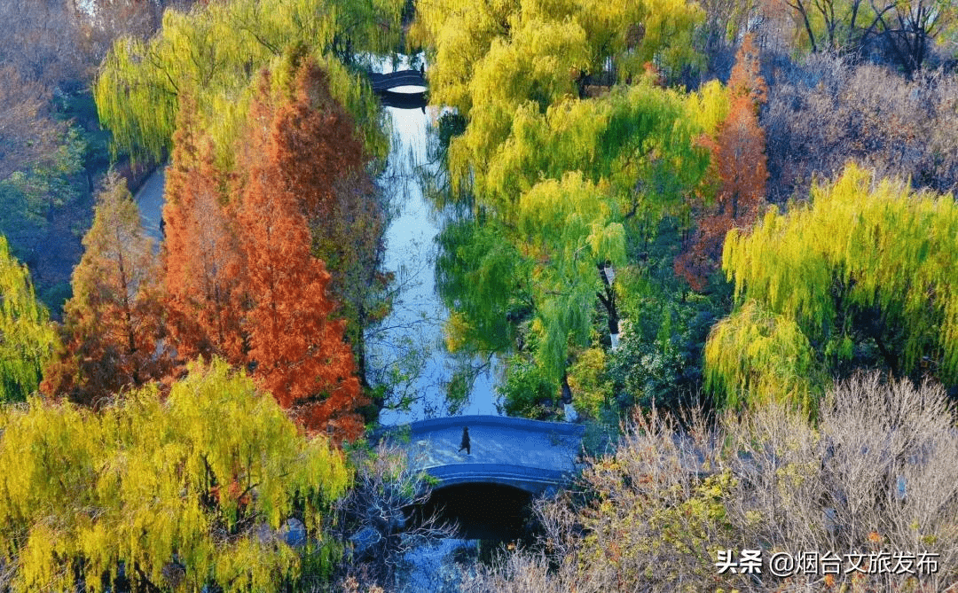 泉城|刷爆全网！山东这8处的水杉林，让你不出省就能打卡川西秘境！