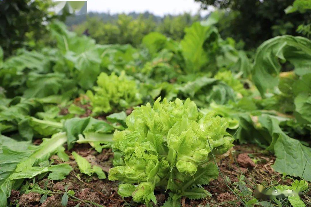 满目翠绿一眼望去儿菜种植基地这里是能丰家庭农场的来来回回的忙碌着