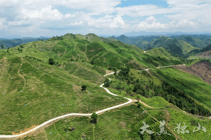 领跑现代农业新征程独山玉水镇引得茶娘子种出满山茶叶香