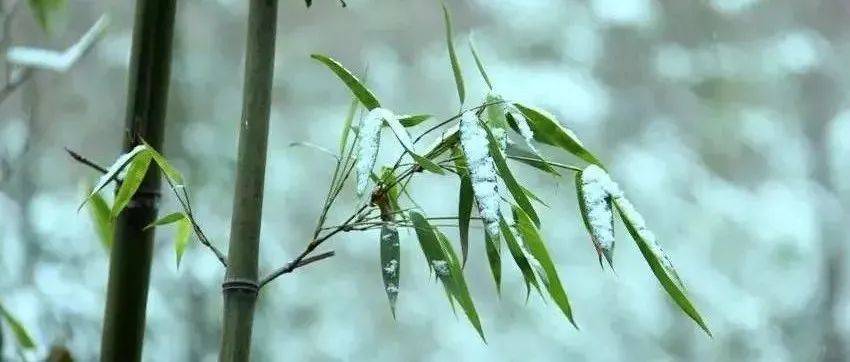 听雪,敲竹_徐渭_诸升_山水