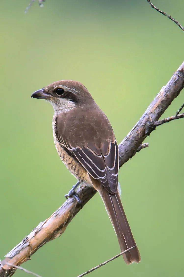 仙游警方抓了这些人_安溪_伯劳_鸟类