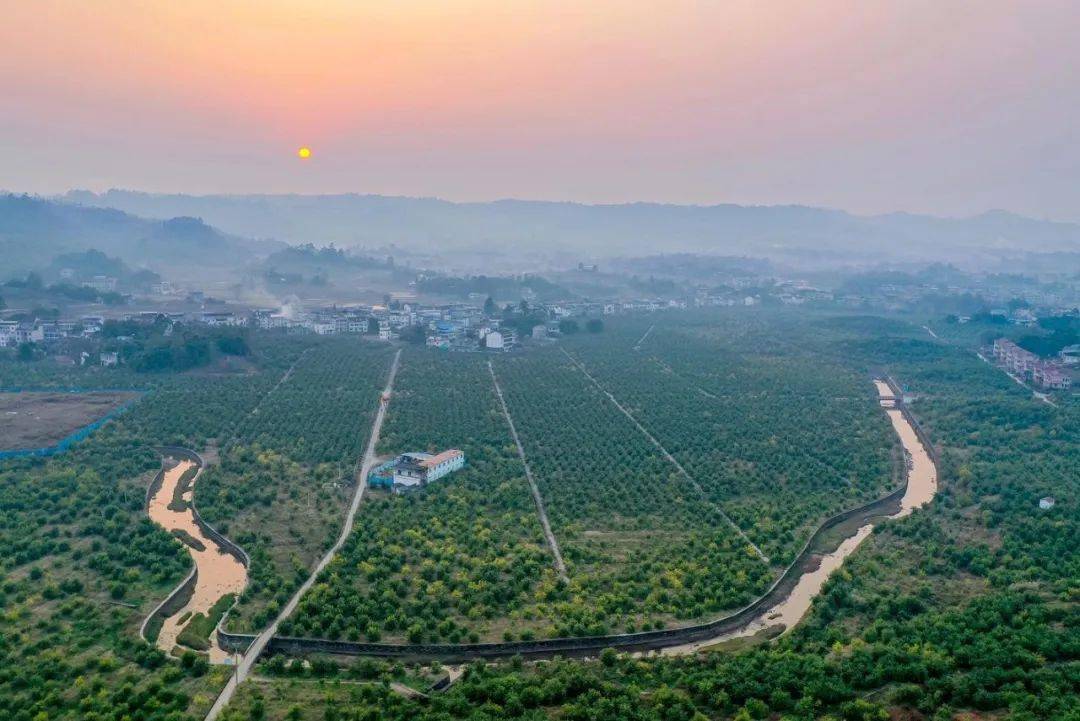 华蓥高兴柠檬园,好一幅冬日美景