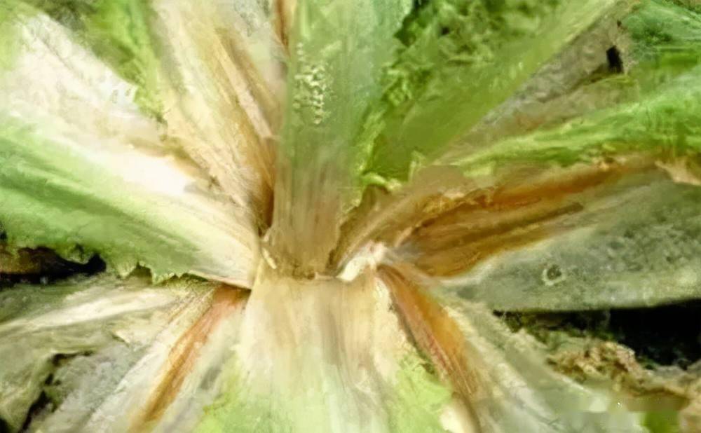 菌核病的防治措施这几个方法必须要知道