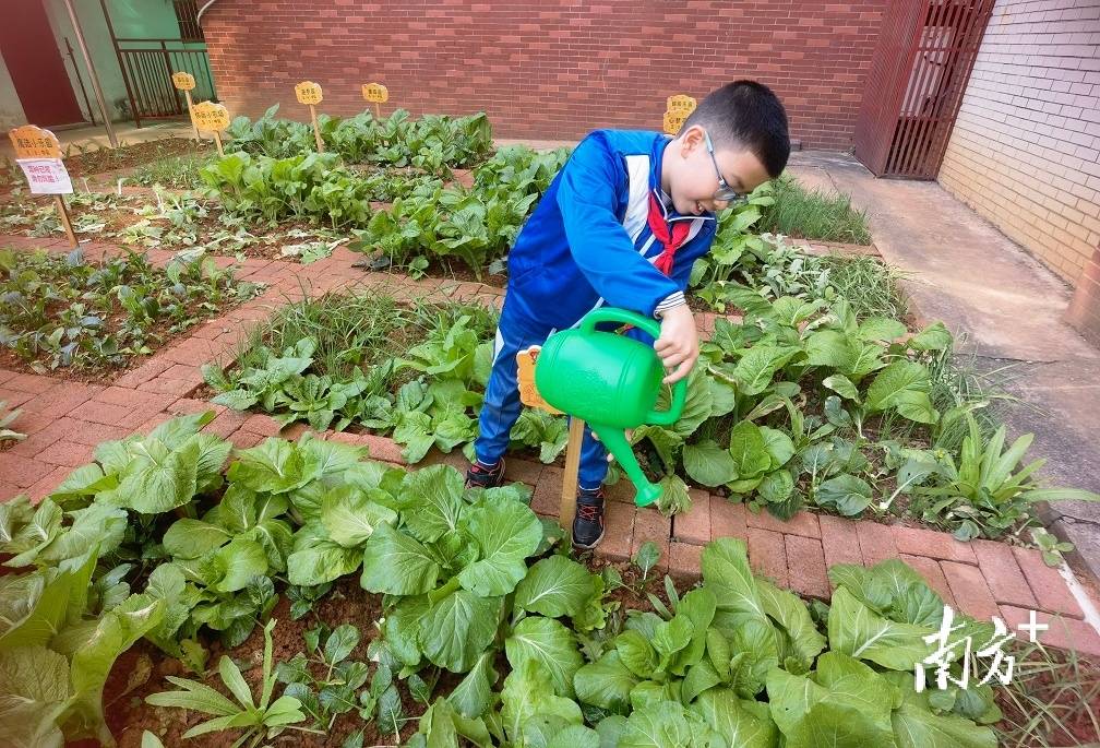 校园里也能种菜曲江这个学校开设劳动教育课